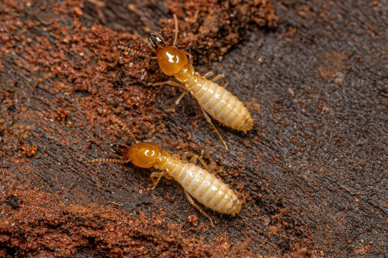 Termites Extermination in Katy, TX