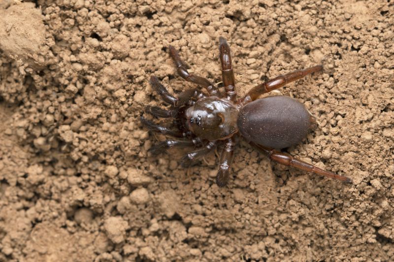 Trapdoor Spider Extermination in Mckinney, TX
