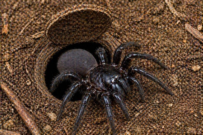 Trapdoor Spider Extermination in Denton, TX