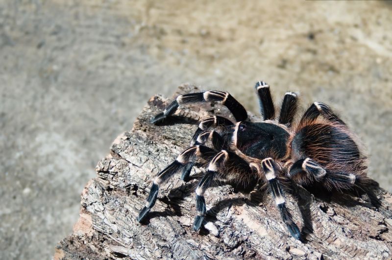 Trapdoor Spider Removal in Fort Worth, TX