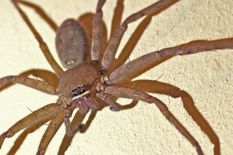 Trapdoor Spider Removal in New Braunfels, TX