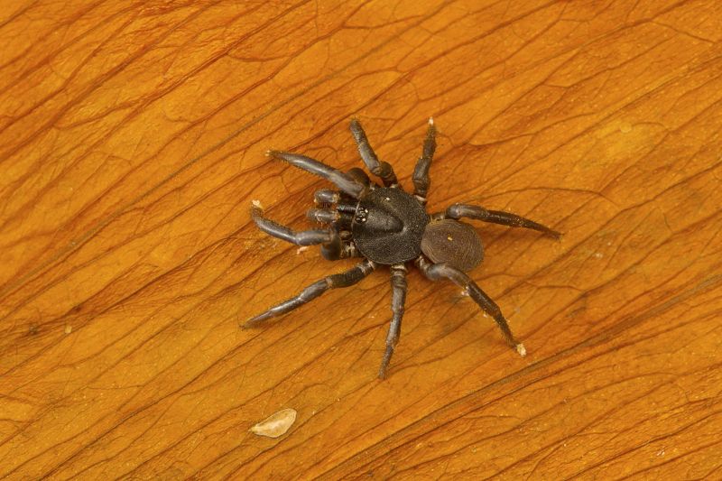Trapdoor Spider Removal in Rockwall, TX