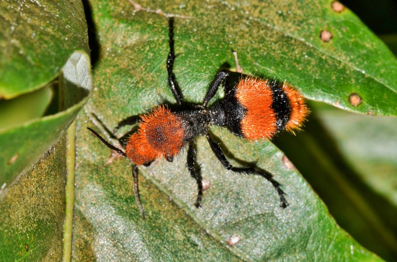 Velvet Ant Extermination in Denton, TX