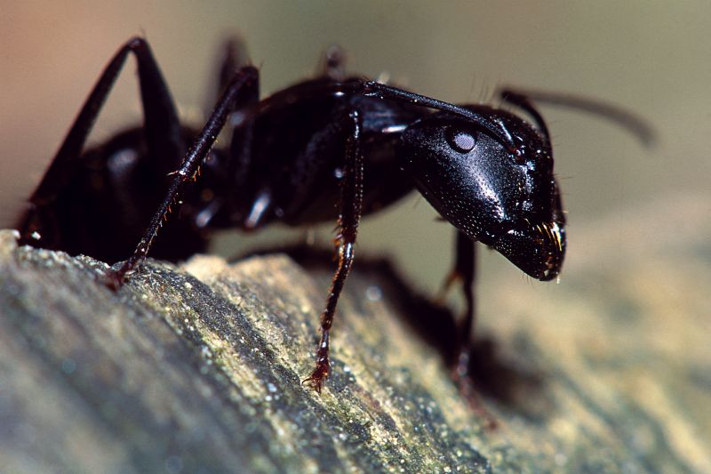 Velvet Ant Extermination in Arlington, TX