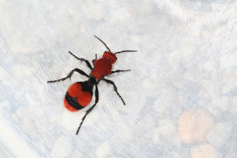 Velvet Ant Extermination in Katy, TX