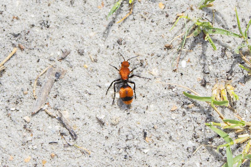 Velvet Ant Extermination in Rockwall, TX