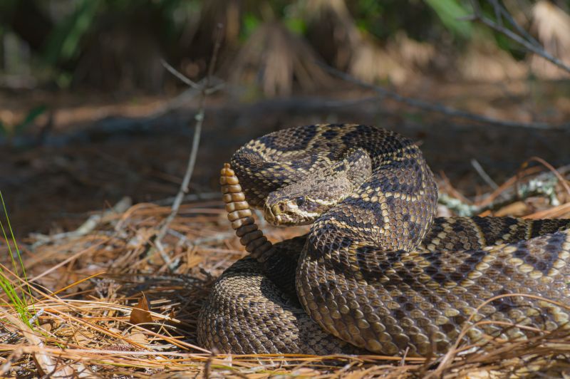 Spring Snake Activity