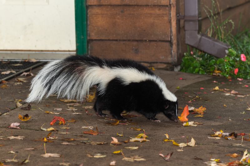 Skunk Burrows