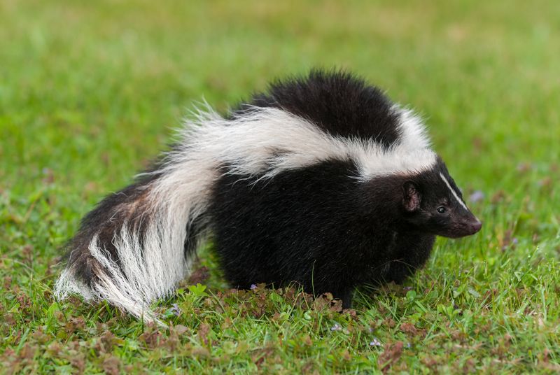 Skunks
