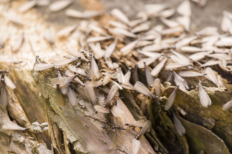 Winged Termite Extermination in Katy, TX