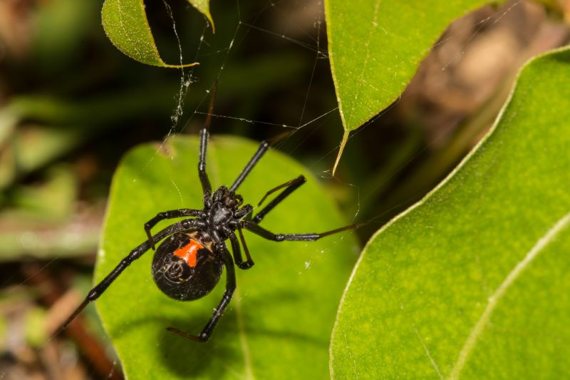 Wolf Spider Removal in Denton, TX