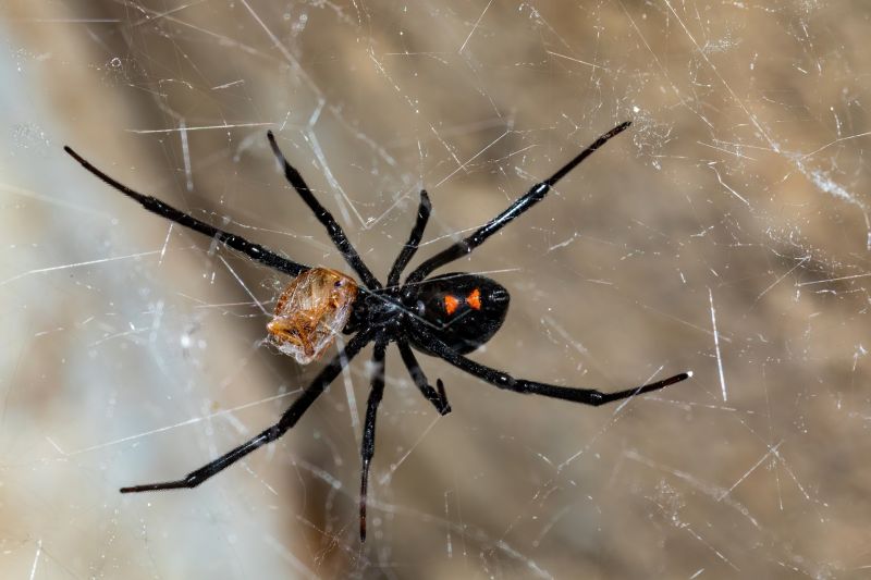 Wolf Spider Removal in Rockwall, TX